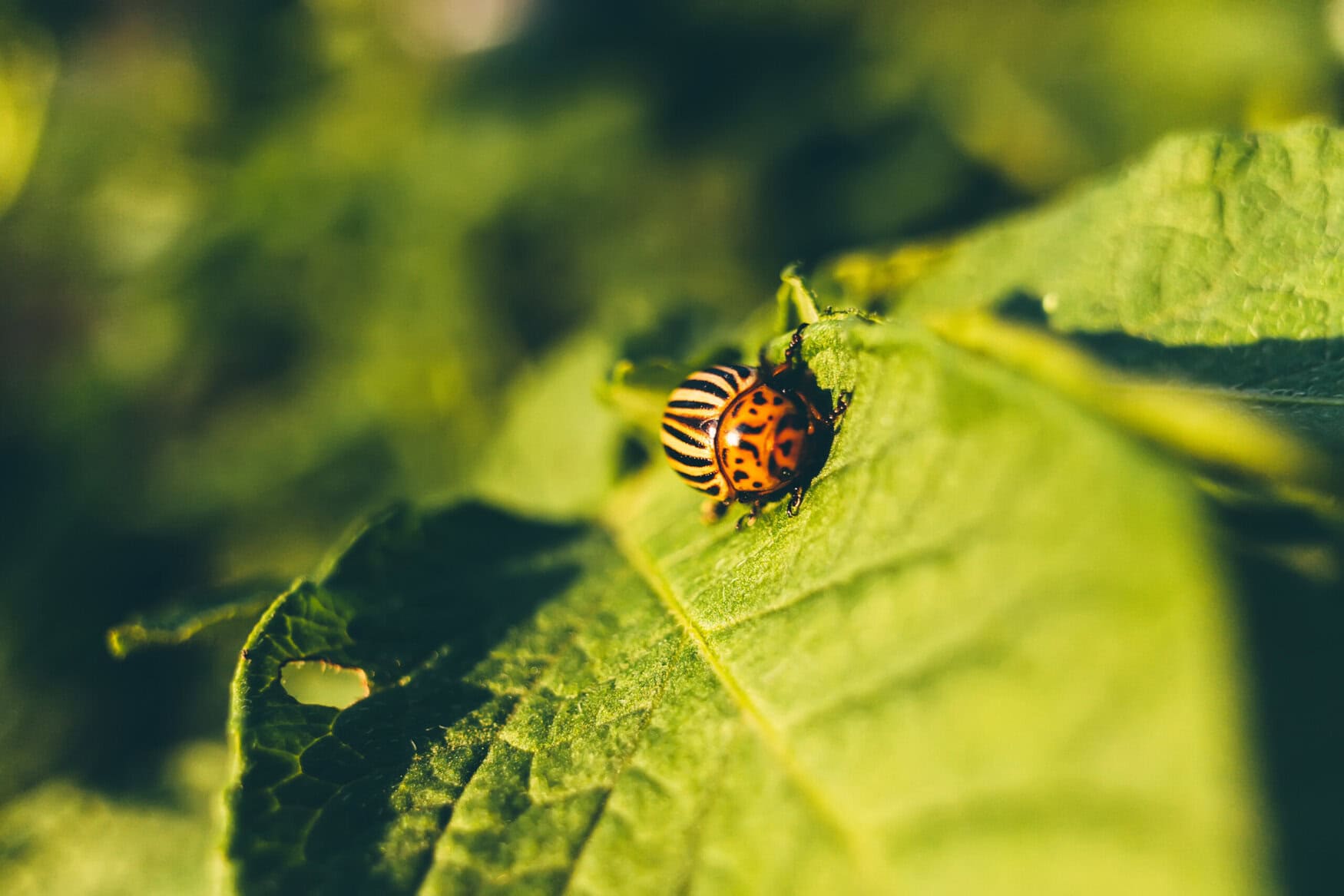 Colorado Potato Striped Beetle - Leptinotarsa Decemlineata Is A Serious Pest Of Potatoes plants