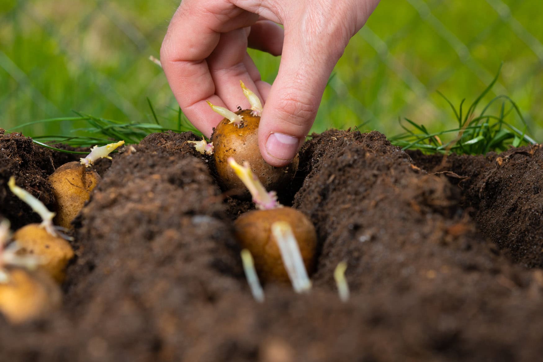 Manual planting of potato tubers in the ground. Early spring preparation for the garden season